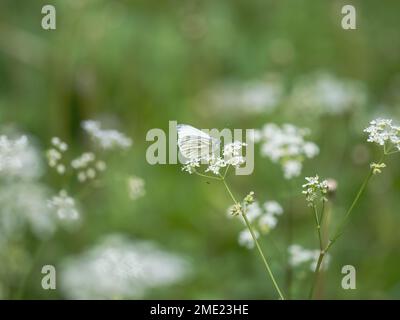 Grüner Schmetterling auf KuhPetersilie. Mit einer Money Spider darunter. Stockfoto