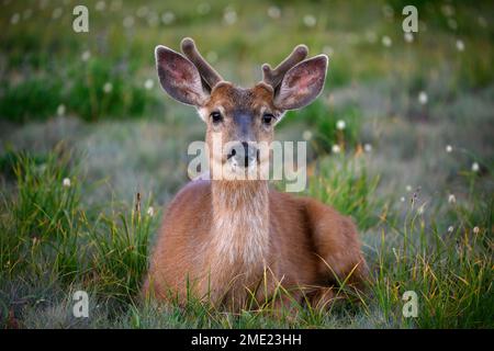 Junger schwarzschwanzhirsch mit Samtgeweih im Hurricane Ridge im Olympic National Park, Washington. Stockfoto