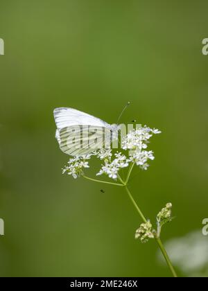 Grüner Schmetterling auf KuhPetersilie. Mit einer Money Spider darunter. Stockfoto