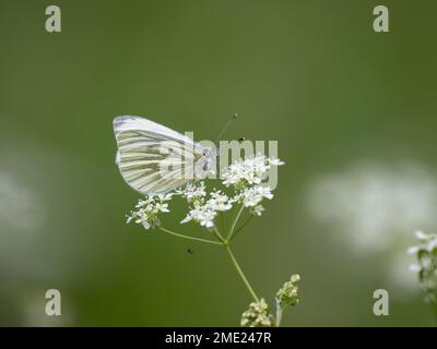 Grüner Schmetterling auf KuhPetersilie. Mit einer Money Spider darunter. Stockfoto