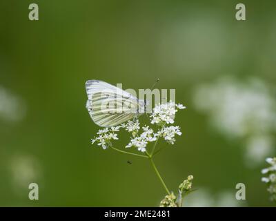 Grüner Schmetterling auf KuhPetersilie. Mit einer Money Spider darunter. Stockfoto