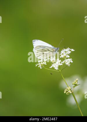 Grüner Schmetterling auf KuhPetersilie. Mit einer Money Spider darunter. Stockfoto