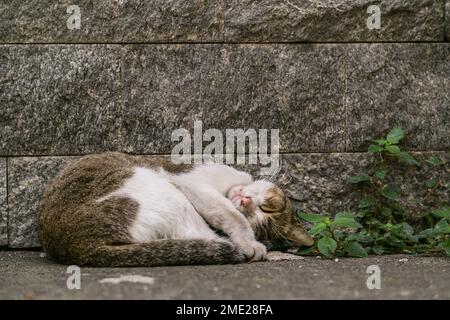 Nahaufnahme einer schlafenden Straßenkatze in Sorrent, Kampanien, Italien. Stockfoto
