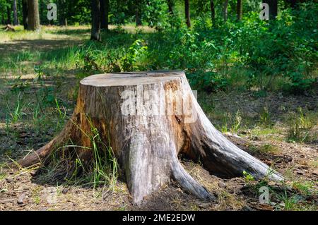 Alter Baumstumpf im Sommerpark. Stockfoto