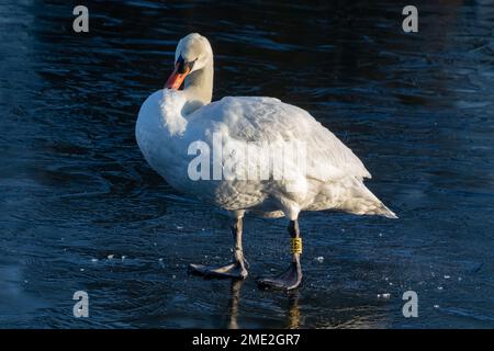 Ein einzelner männlicher, stummer Schwan (cygnus olor), der auf einem gefrorenen See steht. Der Schwan hat einen gelben Ring an seinem Bein zur Identifizierung. Stockfoto