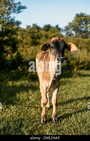 Braunes domestiziertes Kalb, das an sonnigen Tagen auf grünem Grasfeld auf dem Land Kubas weidet Stockfoto
