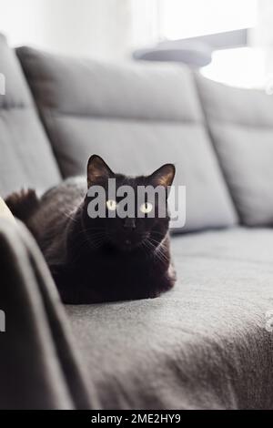Schwarze Hauskatze mit grünen Augen, die auf dem bequemen Sofa ruht und im Wohnzimmer der Wohnung auf die Kamera schaut Stockfoto