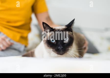 Bezaubernde flauschige siamesische Katze mit blauen Augen, die auf dem Bett lag und wegschaute, während sie sich im Schlafzimmer ausruhte Stockfoto