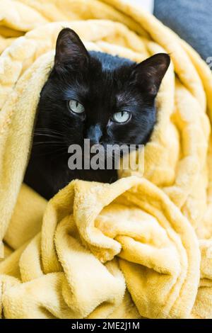 Niedliche flauschige Hauskatze mit grünen Augen, die in einer weichen Decke auf einem bequemen Sofa liegt und in die Kamera schaut Stockfoto