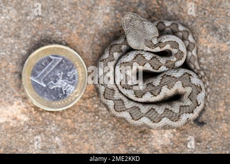 Draufsicht einer verschnüffelten Schlange mit Flecken auf weißer Haut auf sandigem Boden im Vergleich zur Euro-Münze Stockfoto