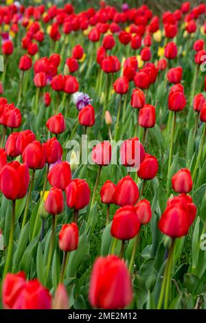 Von oben leuchtend rote Tulpen mit grünen, frischen Blättern, die im Frühling auf einem Feld im Blumenbeet wachsen Stockfoto