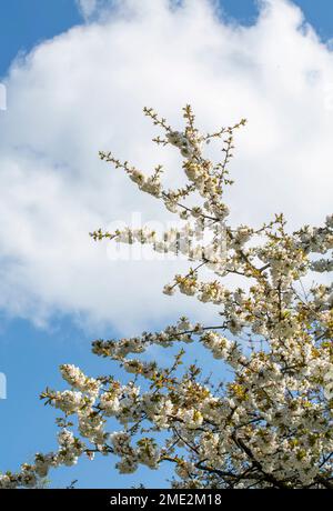 Niedriger Winkel von Zweigen blühender weißer Apfelbäume im Frühling gegen blauen Himmel mit Wolken an sonnigen Tagen Stockfoto