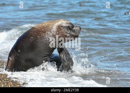 Südatlantische Elefantenrobbe, in antarktischer Umgebung , Hannah Point , Antarktis Stockfoto