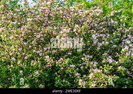 Blühender Frühlings-Hagebüsch mit pinkfarbenen Blumen Stockfoto