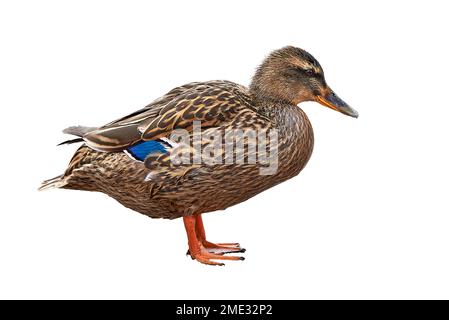 Mallard weibliche Ente isoliert auf weißem Hintergrund ( Anas platyrhynchos ) Stockfoto