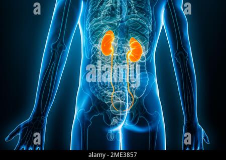 Röntgen-posteriore oder -rückwärtige Ansicht von Nieren und Harnleiter 3D-Darstellung mit männlichen Körperkonturen. Menschliche Anatomie, Nierensystem, Medizin, Biologie, sc Stockfoto