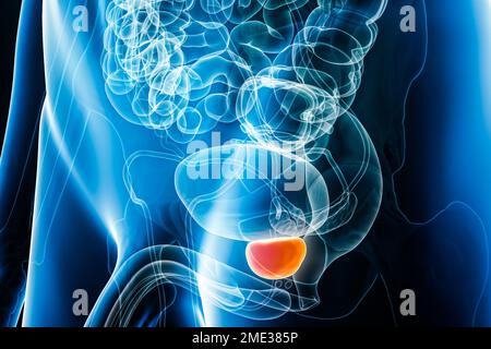 Röntgen-Prostata-Organ-3D-Darstellung mit männlichen Körperkonturen. Menschliche Anatomie, innere Organe, Medizin, Biologie, Wissenschaft, Gesundheitskonzepte. Stockfoto