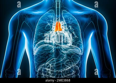Röntgen-Thymusinterna-3D-Darstellung mit männlichen Körperkonturen. Menschliche Anatomie, Medizin, Biologie, Wissenschaft, Gesundheitskonzepte. Stockfoto