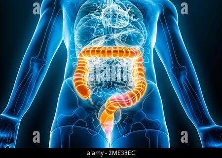 Röntgen-anteriore oder -Vorderansicht des Dickdarms oder des Kolons 3D-Darstellung mit männlichen Körperkonturen. Menschliche Anatomie, Darm, Medizin, Biologie, sc Stockfoto