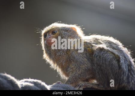 Ein Zwergmarmoset oder ein Zwergaffe, erleuchtet von der Sonne Stockfoto