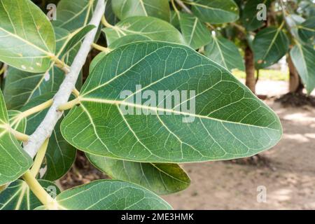 Ficus-benghalensis-Nahaufnahme der Blätter Stockfoto