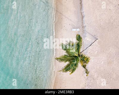 Kokospalme am leeren Strand Stockfoto