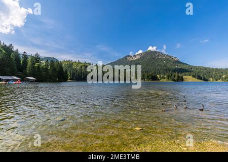 Deutschland, Bayern, eurasische Seekühe (Fulica atra), die im Spitzingsee schwimmen Stockfoto