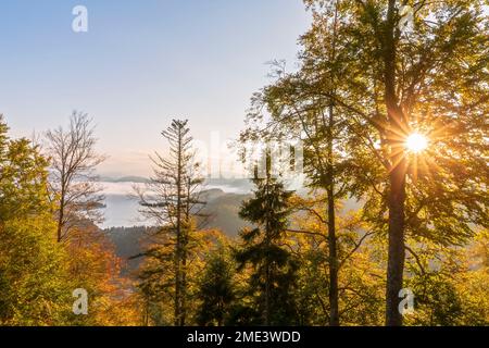 Deutschland, Bayern, aufgehende Sonne, die durch Äste von Waldkämmen im Ester-Gebirge scheint Stockfoto