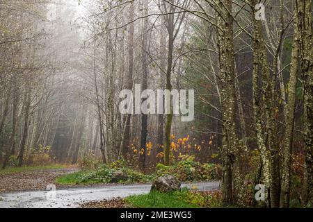 Erle an einem nebligen Wintertag, launisch, friedlich, ruhig, mit einigen leuchtenden grünen und orangefarbenen Blättern. Stockfoto