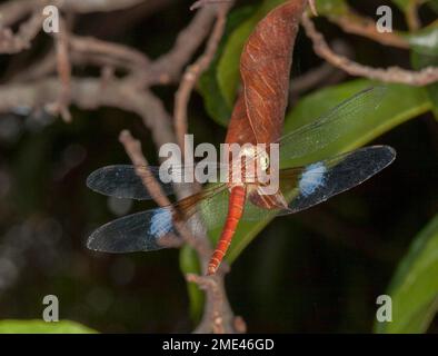 Australische Libelle mit leuchtend rotem Körper und ausgestreckten Flügeln, Tholymis tillarga - männlich. Stockfoto