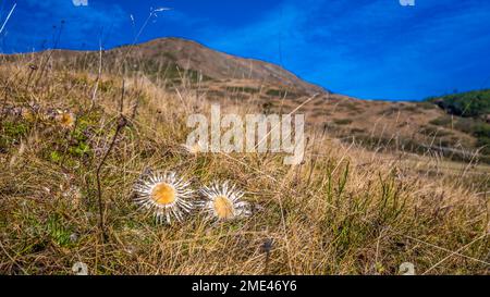 Ein Paar Distelblumen auf trockenem Gras Stockfoto