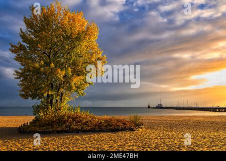 Polen, Pommern, Sopot, einsamer Herbstbaum, der am Strand bei bewölktem Sonnenaufgang wächst Stockfoto