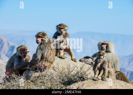 Hamadryas-Paviane (Papio hamadryas) sitzen zusammen im Freien Stockfoto