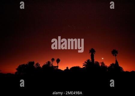 Silhouetten von Palmen, die in der Dämmerung am roten Himmel stehen Stockfoto