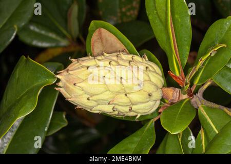 Große Samenkapsel Magnolia grandiflora Stockfoto