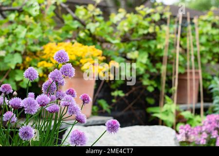 Violette Schnittlauch-Blüten, wissenschaftlicher Name Allium schoenoprasum blüht im Garten mit Platz für Text. Selektivfokus, geringer Freiheitsgrad Stockfoto