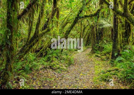 Neuseeland, Südinsel, Fußweg durch üppigen grünen gemäßigten Regenwald in der Nähe des Fox Glacier Dorfes Stockfoto