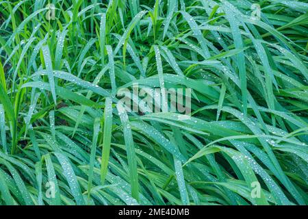 Grünes Gras mit Morgentau bedeckt Stockfoto