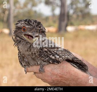 Tawny Frogmouth Podargus strigoides, Raubvogel, starrt mit goldenen Augen auf die Kamera und Schirm offen, auf der Hand einer Person im Buschland Australiens Stockfoto