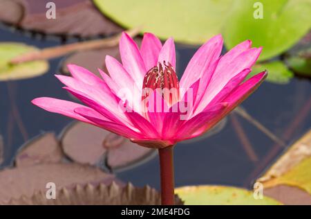 Leuchtend rote Blume von Wasserlilien, Nymphea-Art, eine Wasserpflanze vor dem Hintergrund von grünen Lilienblättern und dunklem Wasser, in Australien Stockfoto