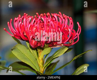 Leuchtend rote Blume und grüne Blätter des australischen Strauchs, Telopea speciosissima, Waratah, florales Emblem von NSW, auf dunkelblauem Hintergrund Stockfoto