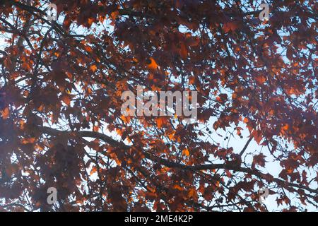 Braune Herbstblätter auf Baumzweigen auf hellblauem Hintergrund Stockfoto