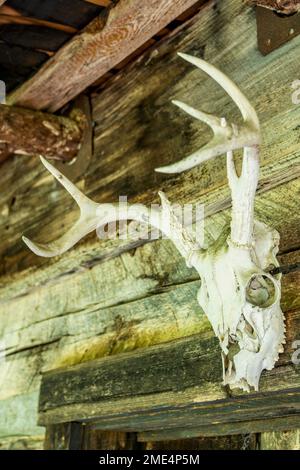 Hirschgeweih und Schädel an der Wand der Daniel Boone Hütte in der Whippoorwill Academy and Village in Ferguson, North Carolina. Stockfoto