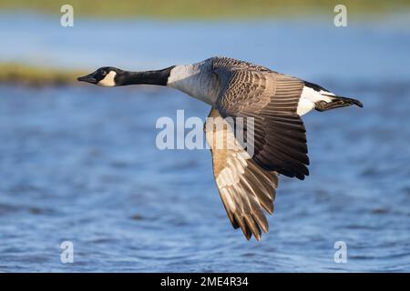 Kanada-Gans im Flug Stockfoto