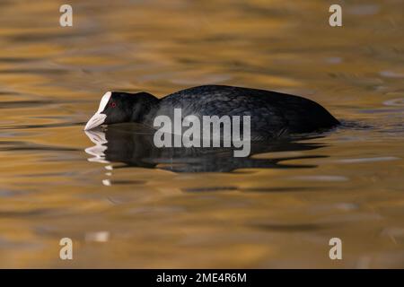 Coot im Stealth-Modus Stockfoto