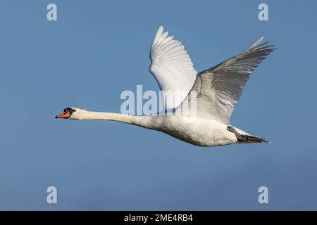 Stummer Schwan im Flug mit Flügeln nach oben Stockfoto
