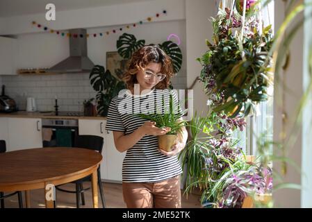 Frau, die zu Hause Topfpflanzen in der Küche untersucht Stockfoto