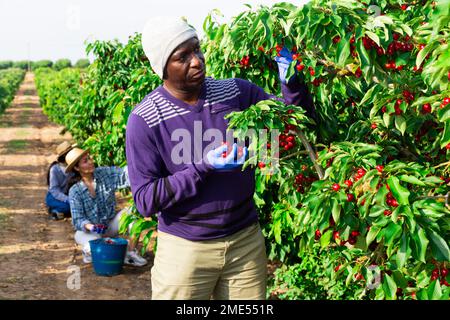 Afro-Mann und asiatische Bäuerin tun Gartenarbeit mit Eimern voller roter Kirsche Stockfoto