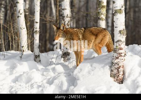 Coyote (Canis latrans) steht im Schnee inmitten von Birch Trees Winter - ein in Gefangenschaft gehaltenes Tier Stockfoto