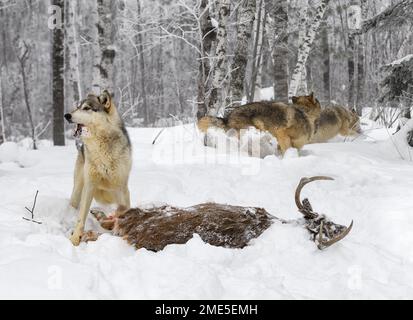 Wölfe (Canis lupus) blicken auf mit dem Mund voll mit Pelz zwei Wölfe laufen im Hintergrund Winter - in Gefangenschaft lebende Tiere Stockfoto